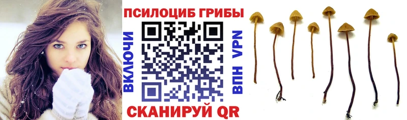 Псилоцибиновые грибы Psilocybine cubensis  что такое   Валдай 